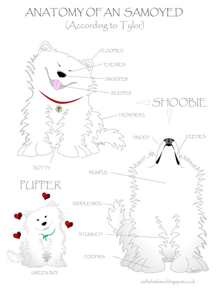 Anatomy of Sammie Samoyed my love 280d83e0e3ca5f7c915e2a38dc213ef8