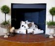 Decorative Fireplace Ideas Awesome Decorative Logs In An Unused Fireplace
