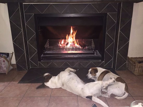 Rocket and Bullet chilling in front of fireplace Picture rocket and bullet chilling