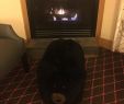 Gas Fireplace Seattle Awesome the Edgewater A Noble House Hotel Picture Of the