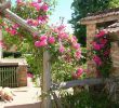 Heat &amp; Glo Gas Fireplace Awesome Climbing Rose Dead Head or Notml In Unowadopewothub