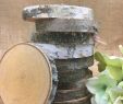 Birch Fireplace Logs Elegant 3 5 4" 10 Birch Tree Discs Birch Tree Slices Wood Slices