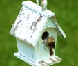 Bird In Fireplace Fresh House Wren My Fav Photos I Ve Taken and Photography