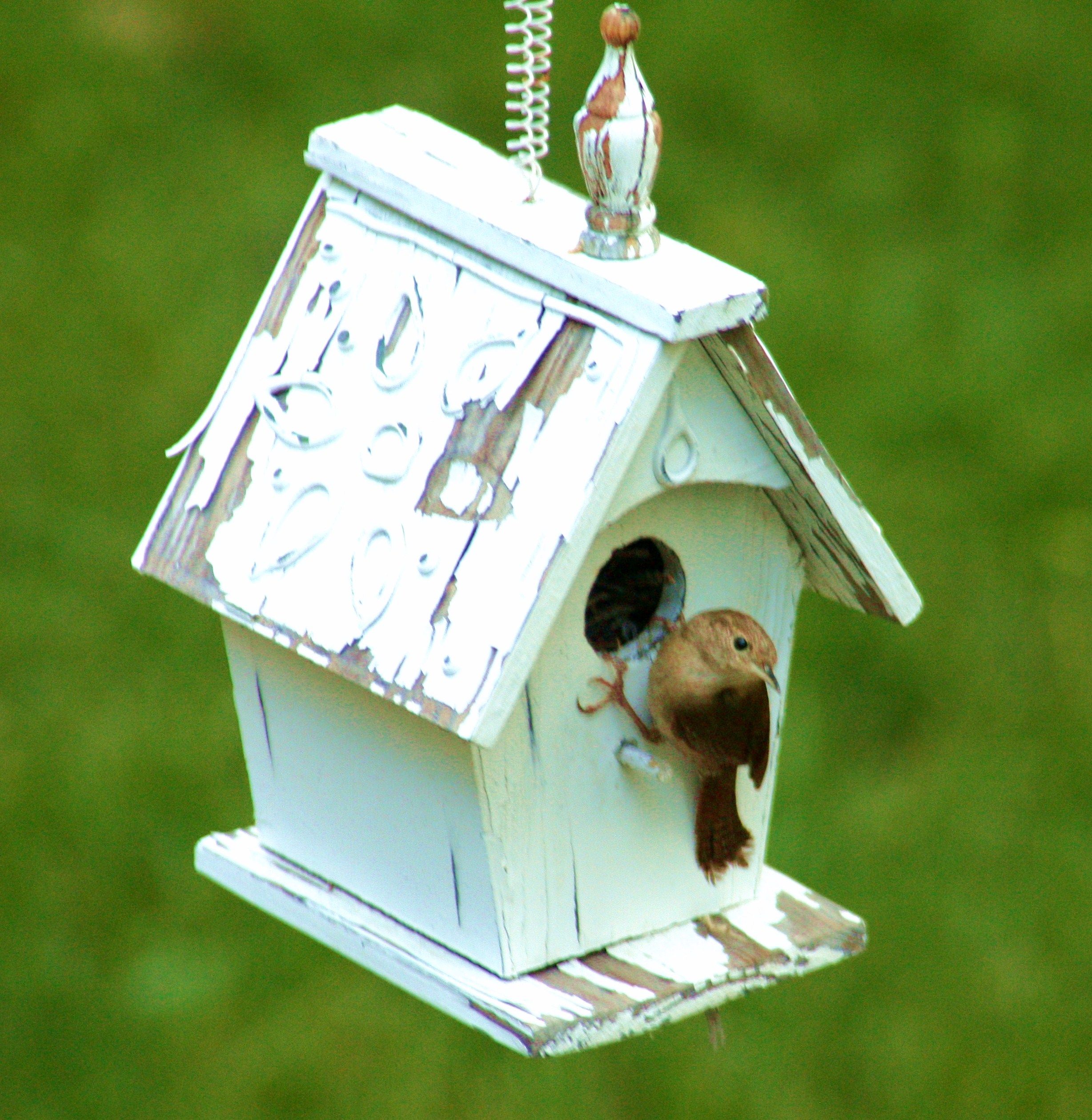 Bird In Fireplace Fresh House Wren My Fav Photos I Ve Taken and Photography