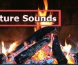 Bird In Fireplace Lovely A Fireplace Video with Relaxing Natural Crackling Fire