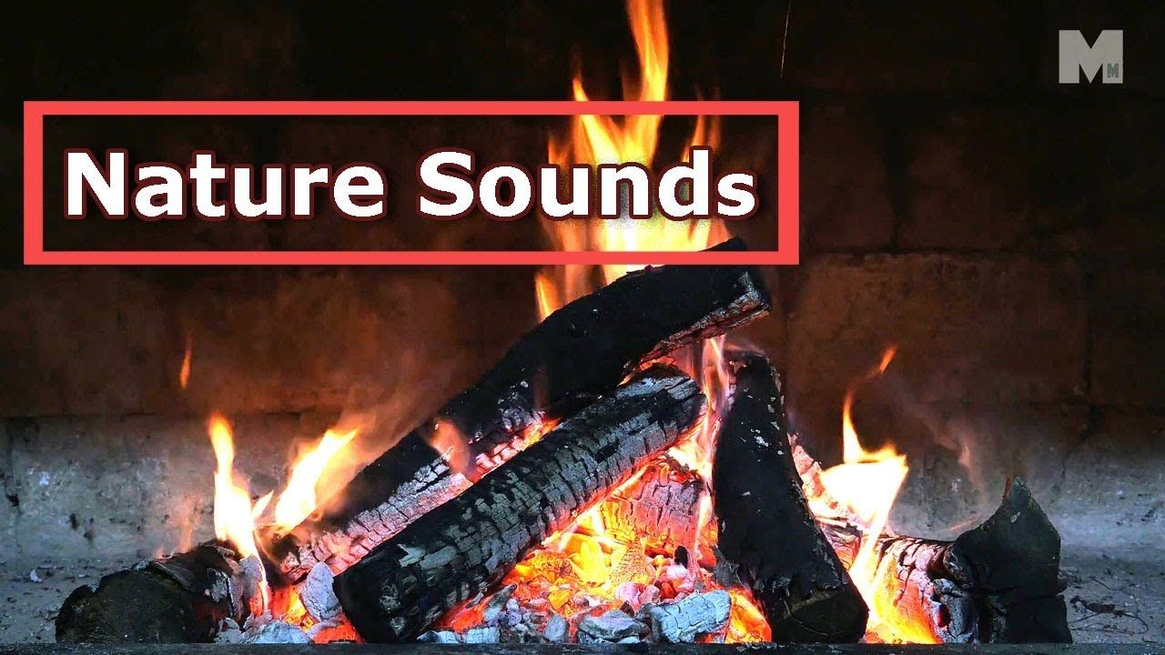 Bird In Fireplace Lovely A Fireplace Video with Relaxing Natural Crackling Fire