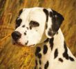 Dog Irons for Fireplaces Awesome Dog News December 2 2011 by Dog News issuu