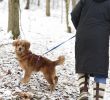 Dog Irons for Fireplaces Awesome Meet "runway" An Unexpected Airport Guest Captures Hearts
