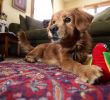 Dog Irons for Fireplaces Elegant Meet "runway" An Unexpected Airport Guest Captures Hearts
