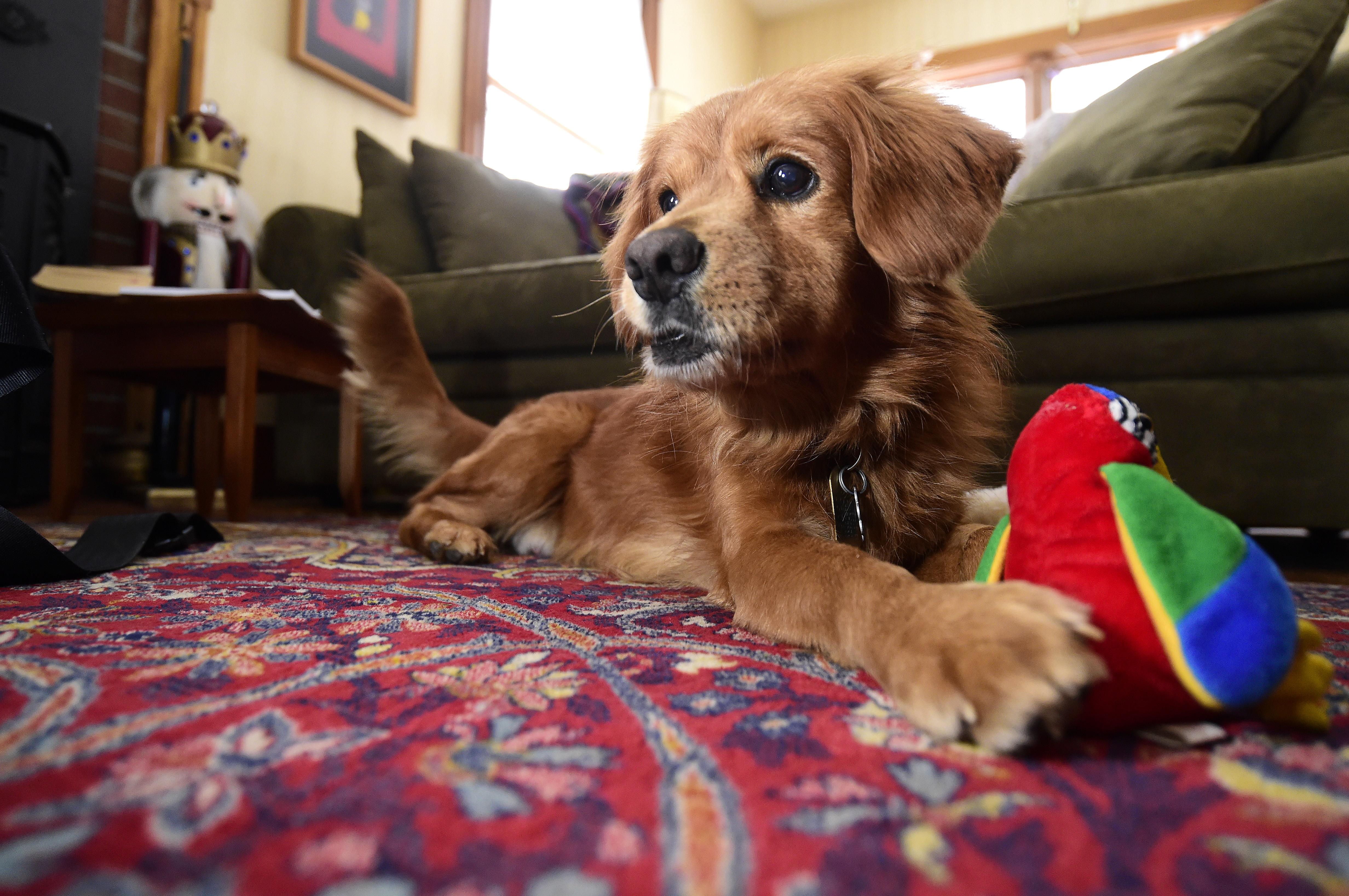 Dog Irons for Fireplaces Elegant Meet "runway" An Unexpected Airport Guest Captures Hearts