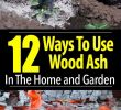 Fireplace ashes In Garden Inspirational 12 Ways to Use Wood ash In the Home and Garden