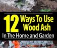 Fireplace ashes In Garden Inspirational 12 Ways to Use Wood ash In the Home and Garden