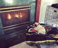 Fireplace Dogs Beautiful My Baby Loves the Fireplace by Seffti Pugs