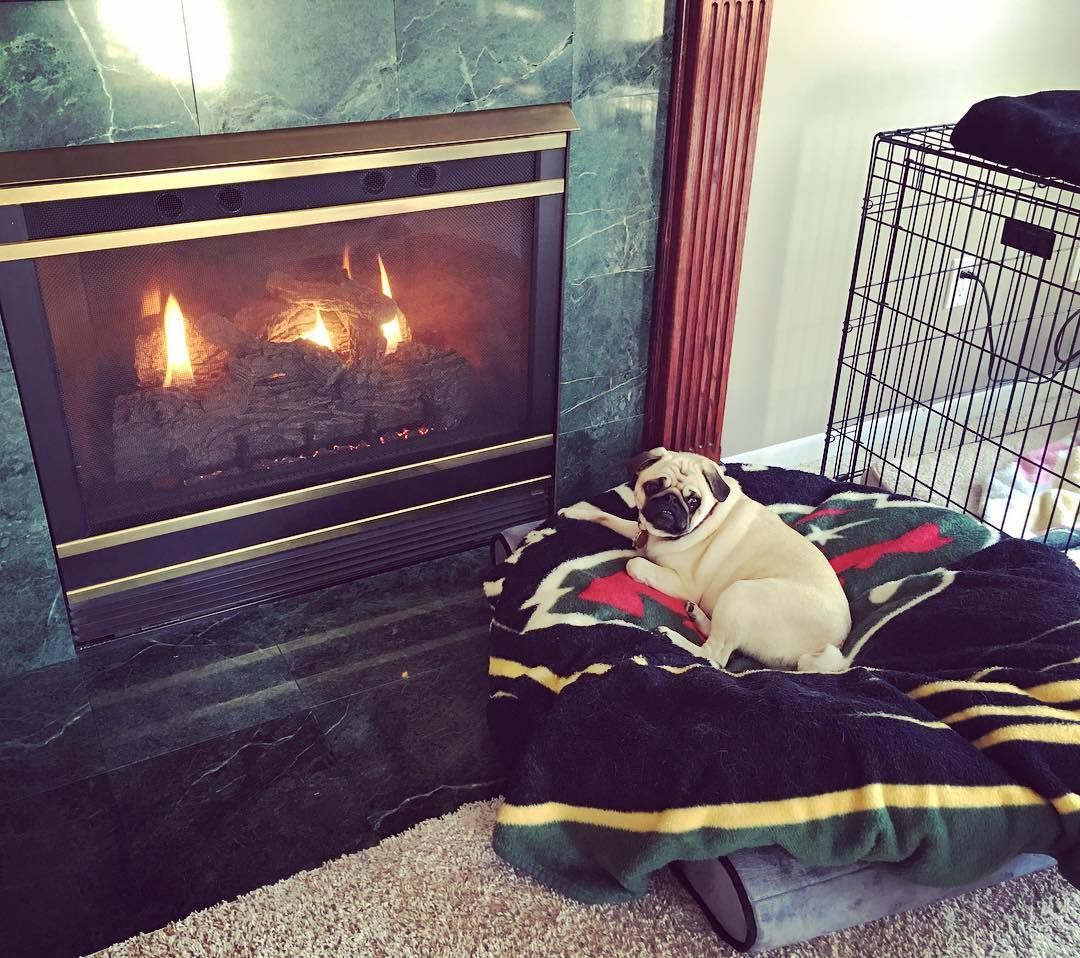 My baby loves the fireplace by seffti Pugs 9be90da0f cb90bb d08e2be
