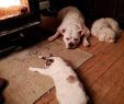 Fireplace Dogs Beautiful Pin by Lynda Kg On Petstuff