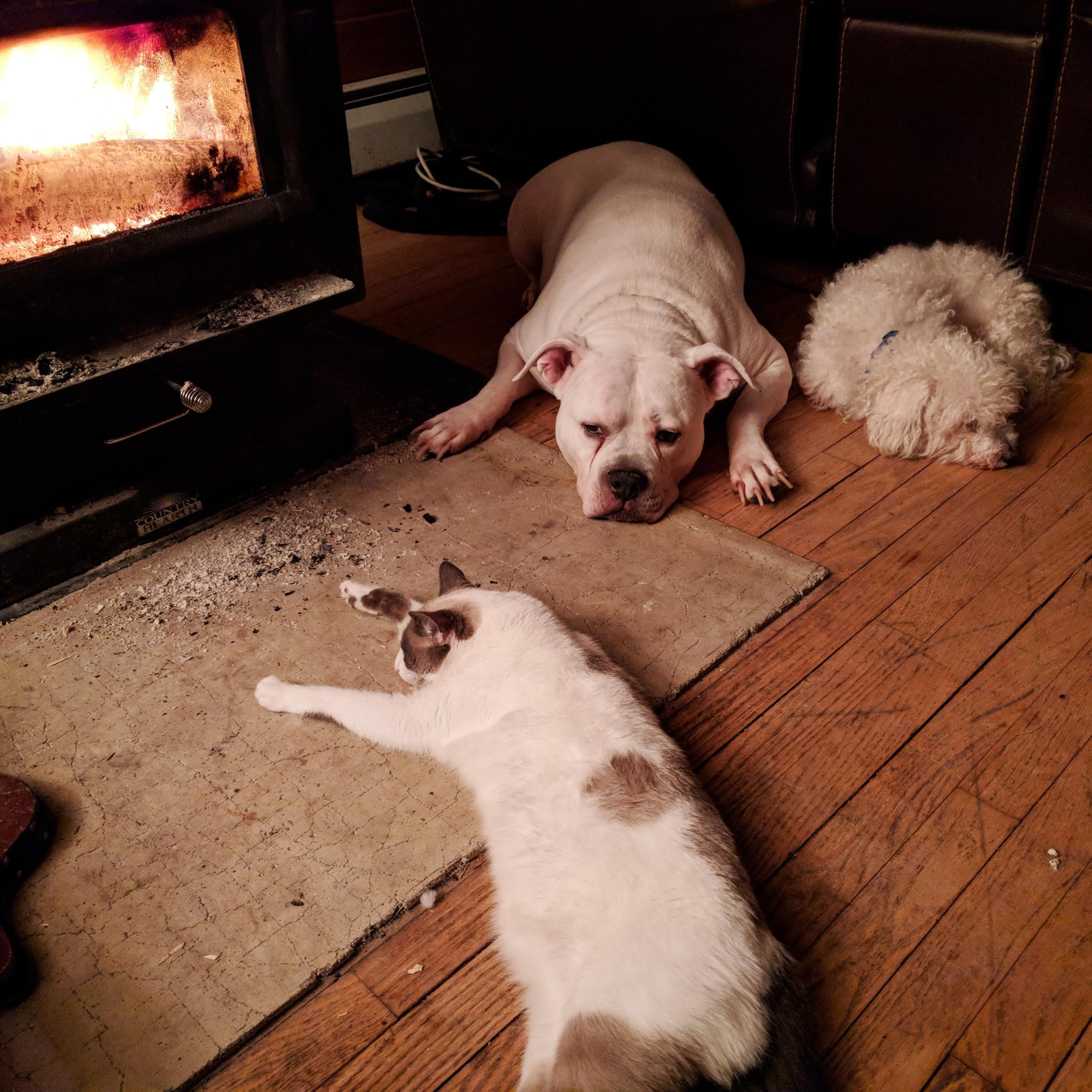 Fireplace Dogs Beautiful Pin by Lynda Kg On Petstuff