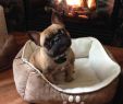 Fireplace Dogs Beautiful This Dog is Named Rocco French Bulldogs