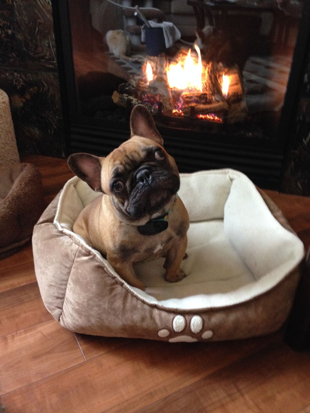 Fireplace Dogs Beautiful This Dog is Named Rocco French Bulldogs