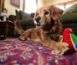 Fireplace Dogs Best Of Meet "runway" An Unexpected Airport Guest Captures Hearts