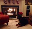 Fireplace Dogs Fresh Cozy Fireplace & A Bernese Mountain Dog Lounging Beside It