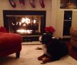 Fireplace Dogs Fresh Cozy Fireplace & A Bernese Mountain Dog Lounging Beside It