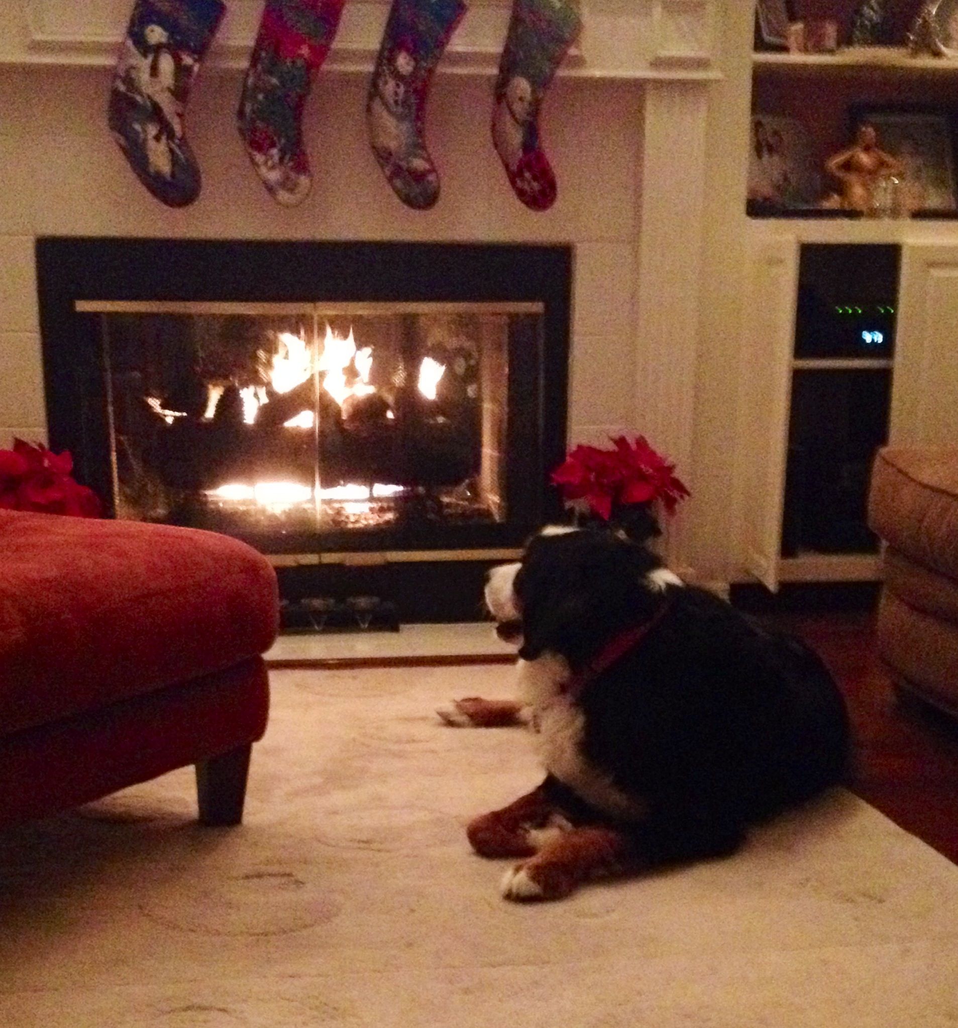 Fireplace Dogs Fresh Cozy Fireplace & A Bernese Mountain Dog Lounging Beside It