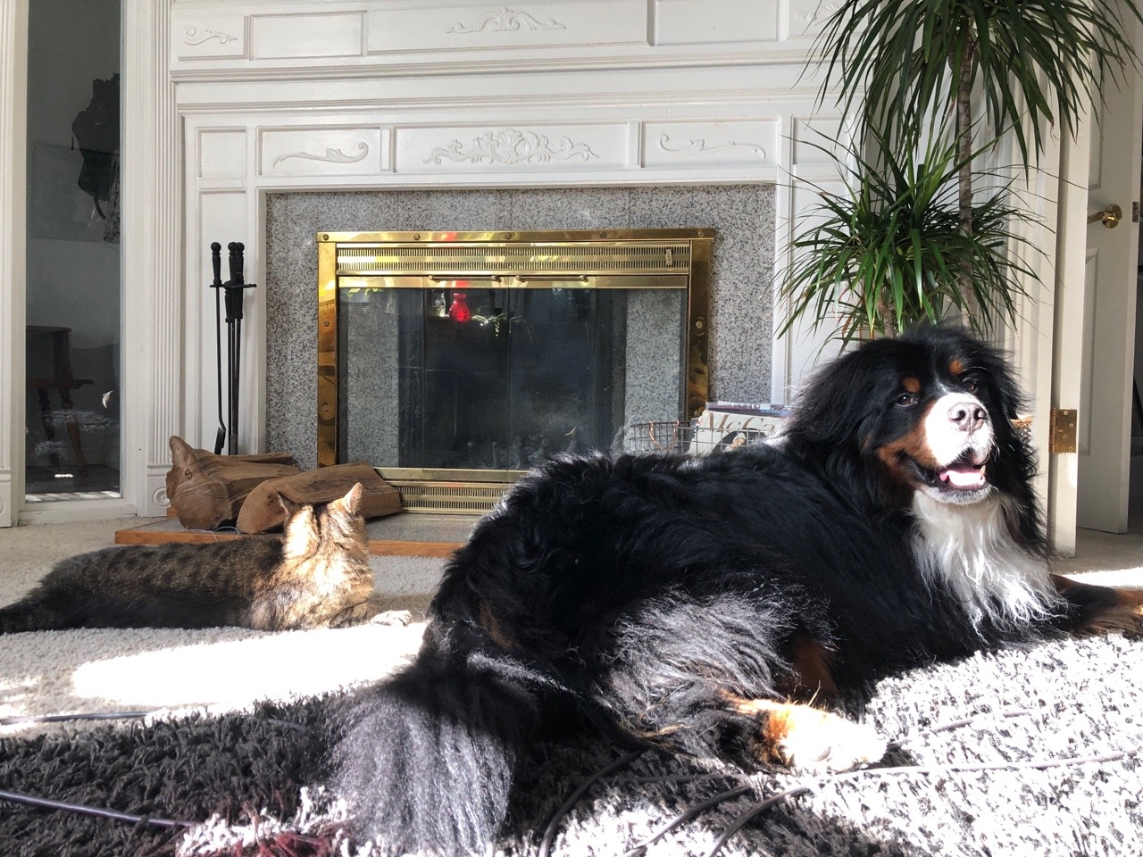 Fireplace Dogs Fresh Our Next Post Will Happen This Weekend