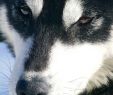 Fireplace Dogs Inspirational Inside the Iditarod News