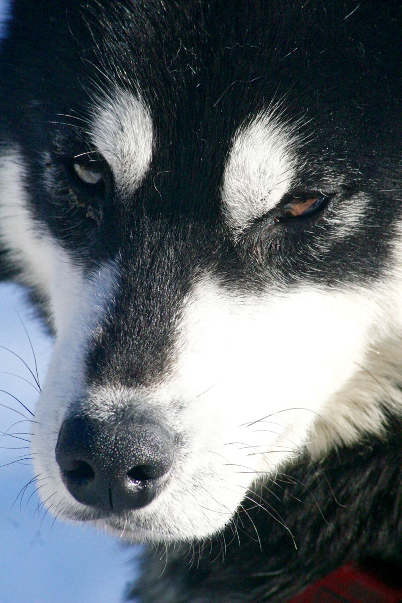 Fireplace Dogs Inspirational Inside the Iditarod News