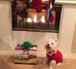 Fireplace Dogs Inspirational the White Dog Blog Do You See Me Santa
