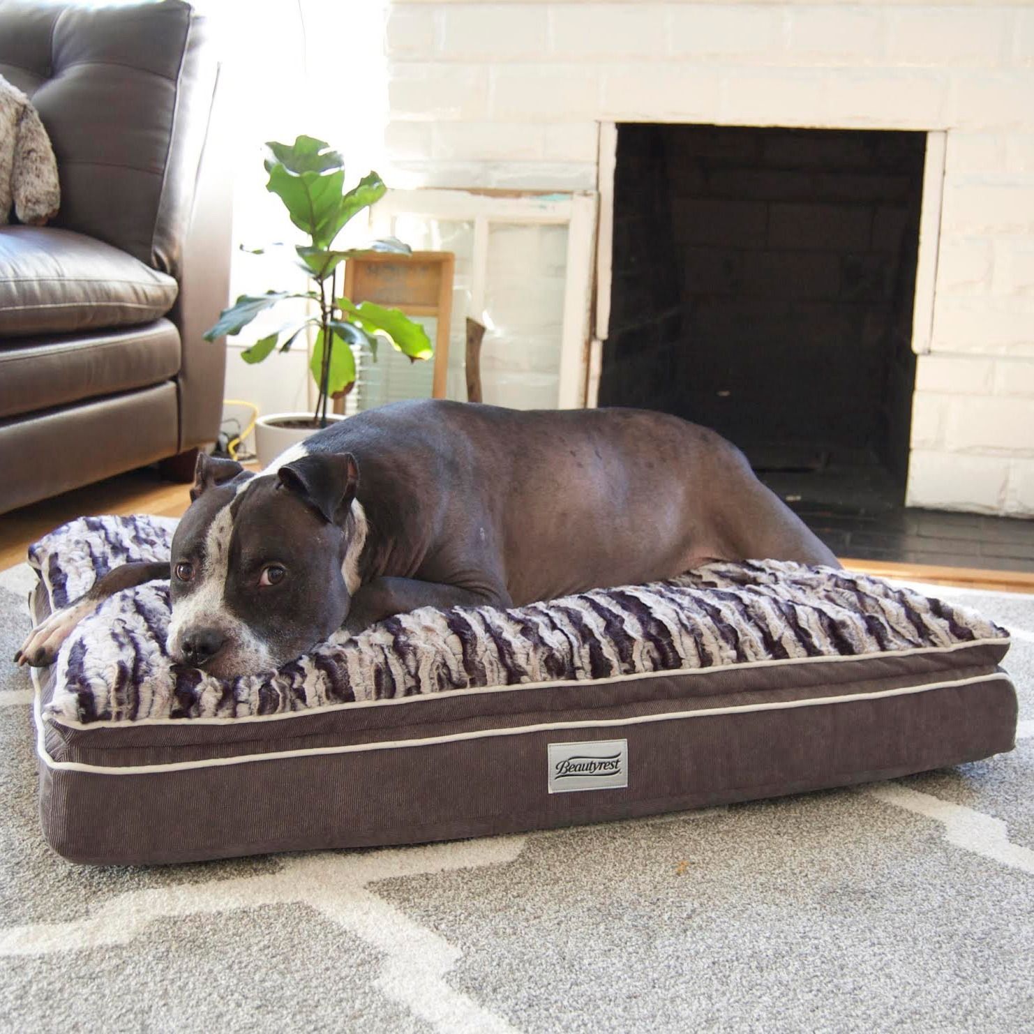 Fireplace Dogs Lovely the Simmons Beautyrest Luxe Mat Plus Rectangle Dog Bed