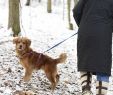 Fireplace Dogs New Meet "runway" An Unexpected Airport Guest Captures Hearts