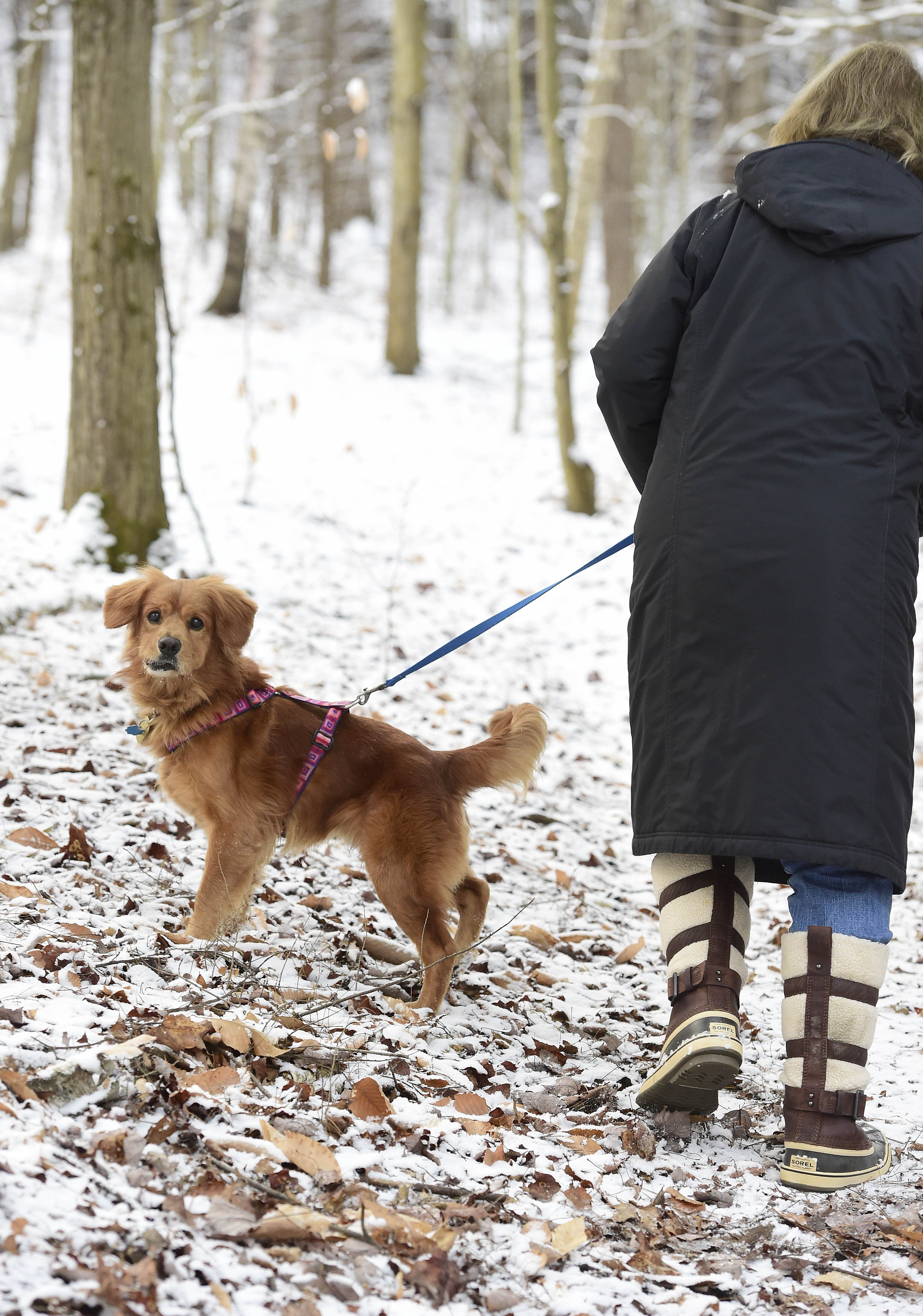 Fireplace Dogs New Meet "runway" An Unexpected Airport Guest Captures Hearts