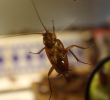 Fireplace Fix New 5 Tips for Ting Bugs Out Of Your Apartment