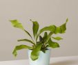 Fireplace Freddie Fresh Staghorn Fern August Planter Products