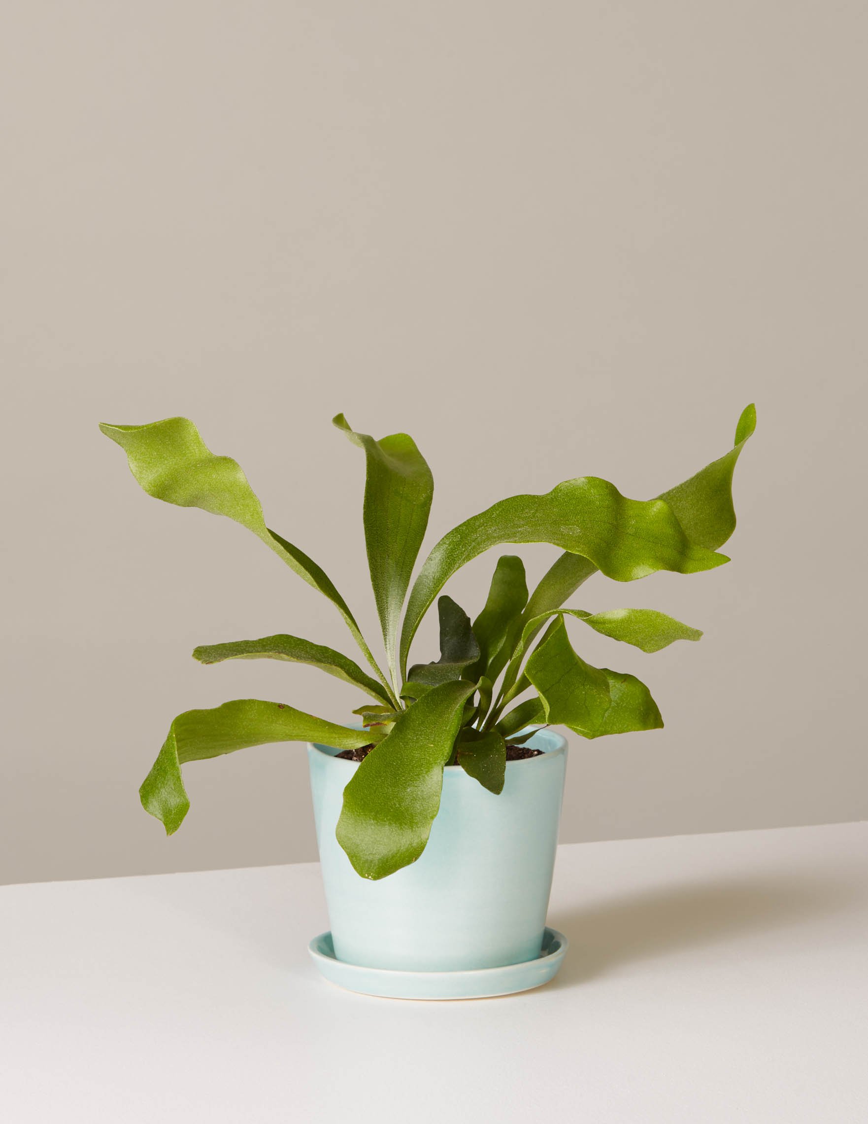 Fireplace Freddie Fresh Staghorn Fern August Planter Products