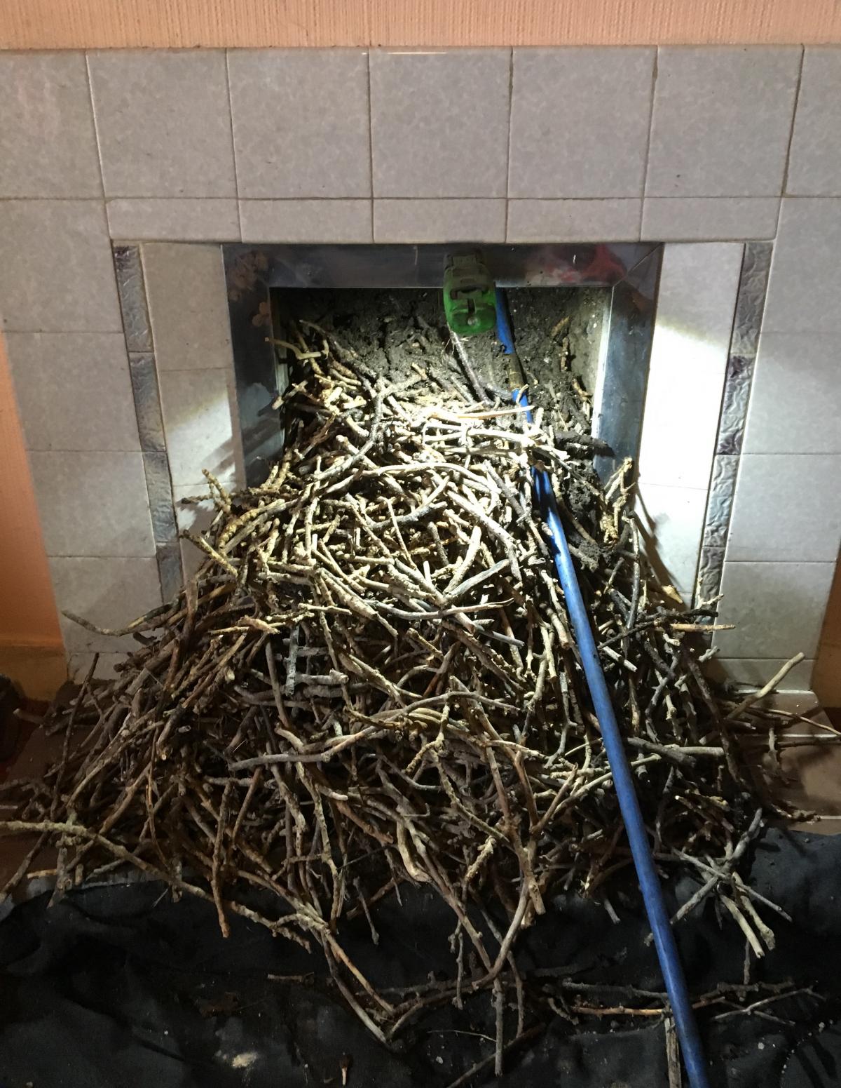 Fireplace Smoke Guard Unique Bird S Nest Removed From Chimney • Cleaner Chimneys