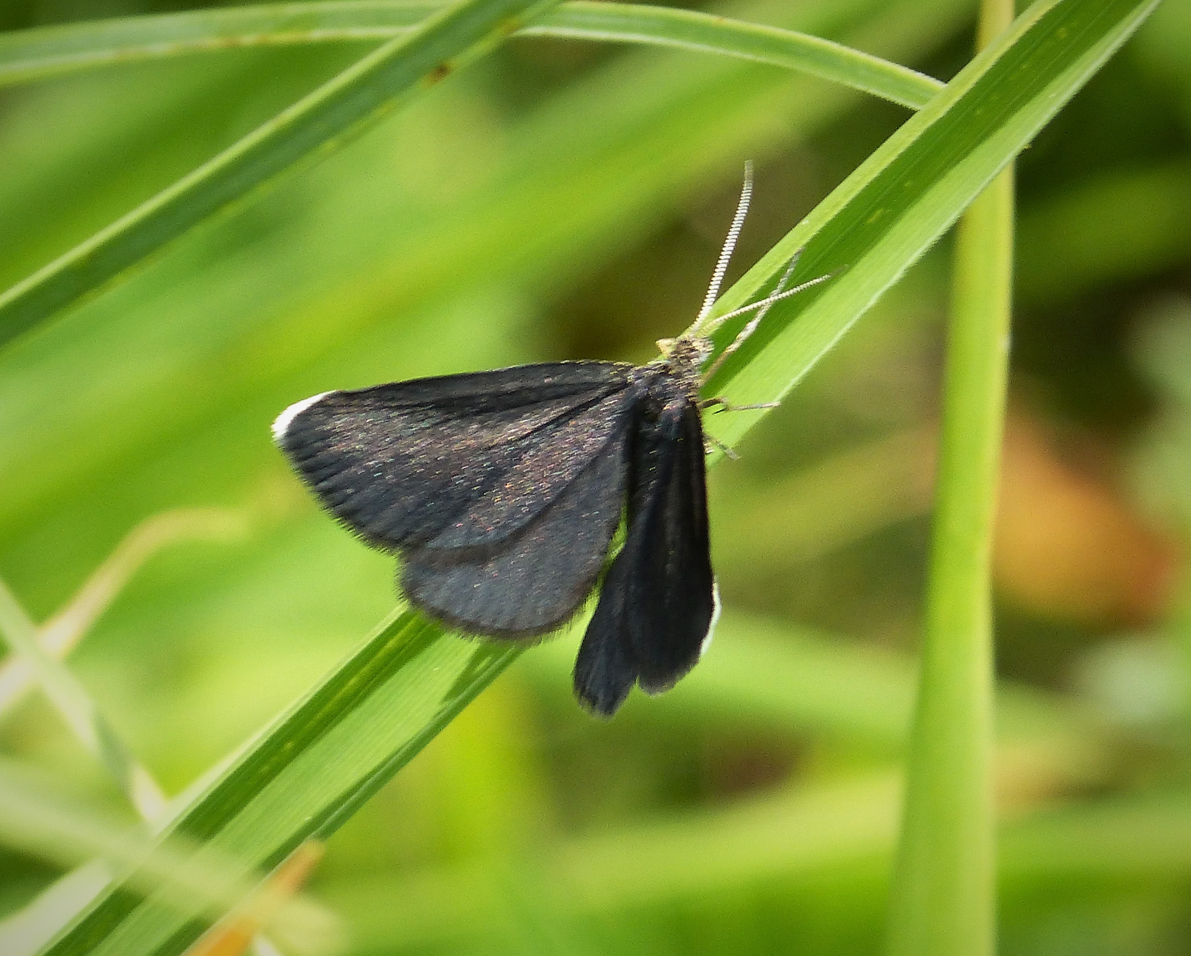 Chimney Sweeper Odezia atrata %