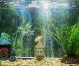 Fish Tank Fireplace Luxury ð  Buddha Fish Tank ð¡