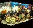 Heat Surge Fireplace Keeps Shutting Off Beautiful How to Prevent Aquarium Heater Disasters