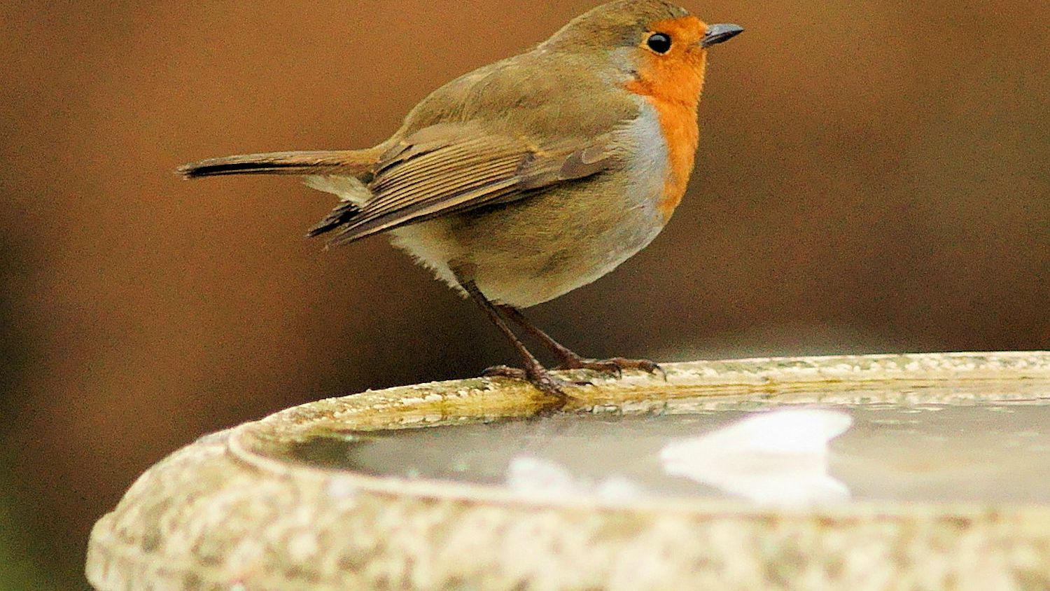 Debunking Backyard Bird Bath Myths european robin bird bath 56be17ab90c4460d84c342a8f2b9f685