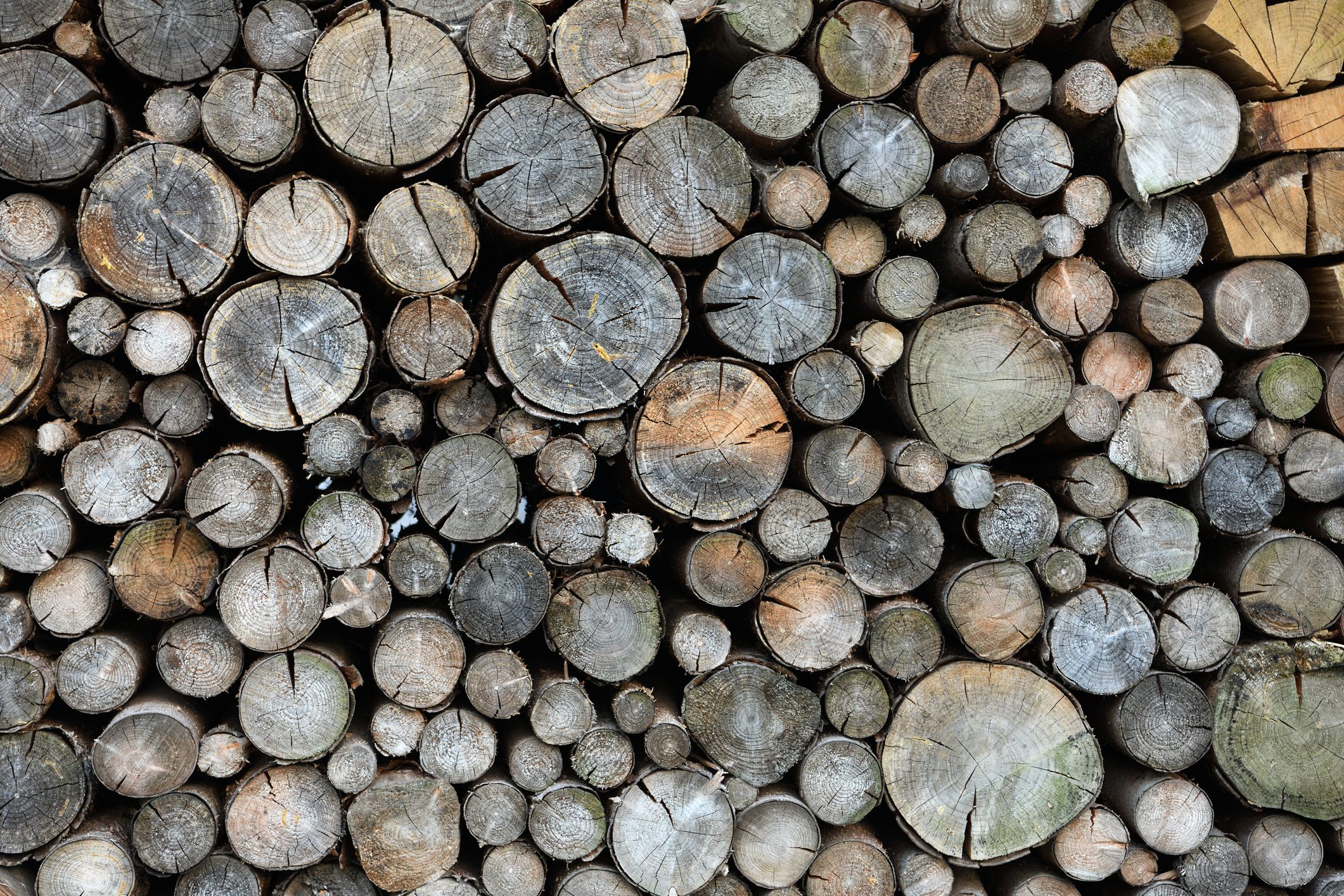 White Birch Fireplace Logs Best Of the Best Firewood for Your Wood Stove or Fireplace