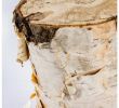 White Birch Fireplace Logs Luxury Birch Log Set Of 5 by Gold Leaf Design Group