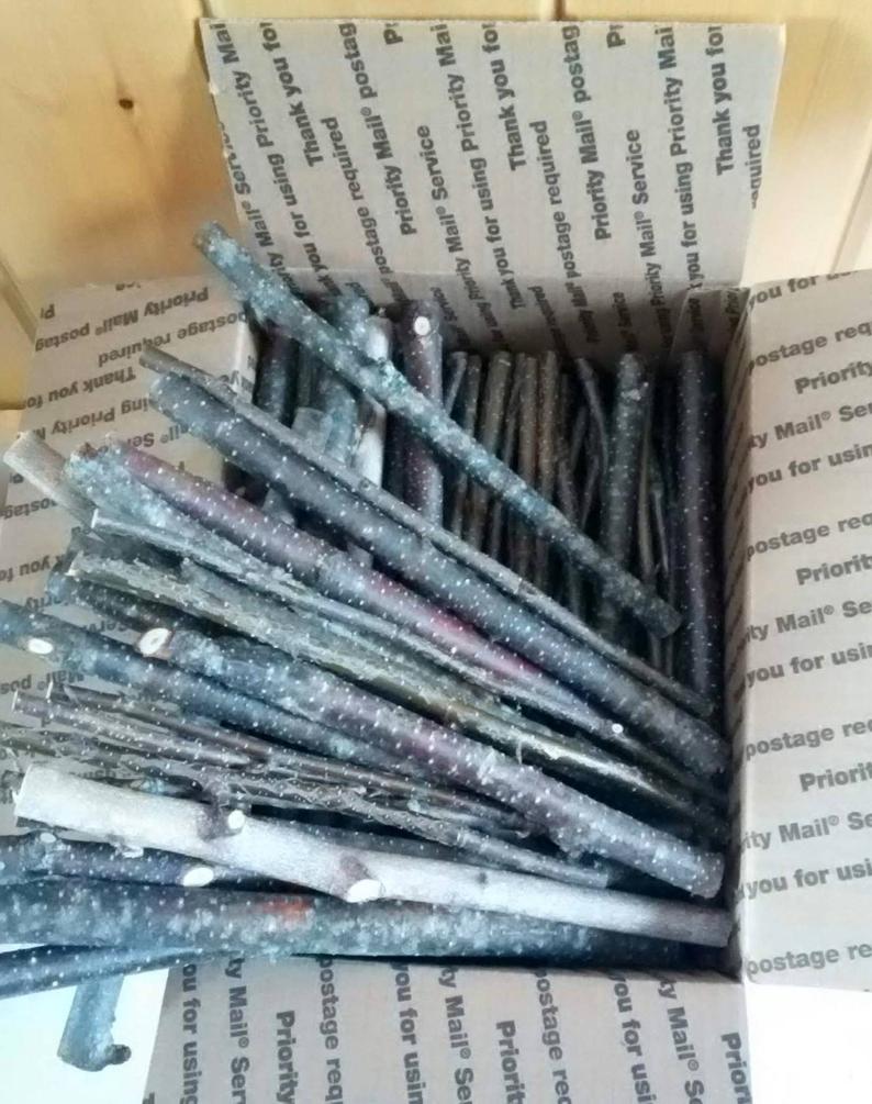 White Birch Fireplace Logs New 130 White Birch Sticks Natural Tree Branch Twigs School Craft Projects Rustic Party Decor Floral Design Build Bird Houses toys B 94