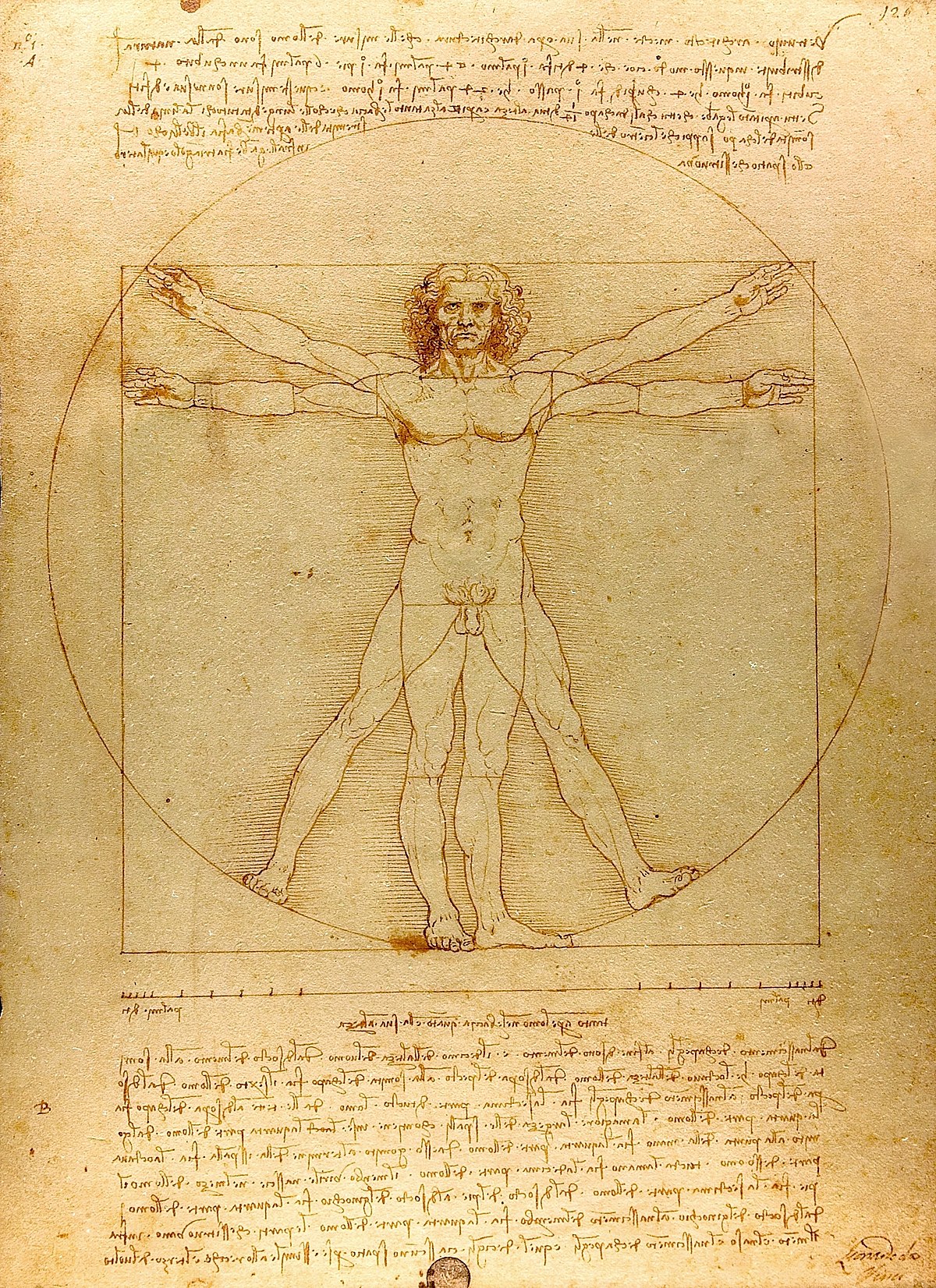 Drawing 1200px Da Vinci Vitruve Luc Viatour cropped