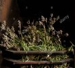 Fireplace Grate with Blower Beautiful Drying Lavender Lavandula Angustifolia Hidcote In A