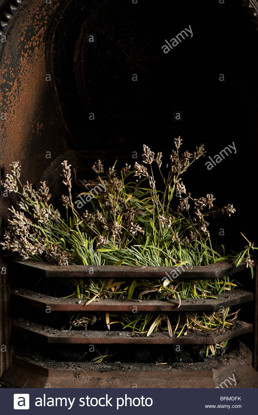 Fireplace Grate with Blower Beautiful Drying Lavender Lavandula Angustifolia Hidcote In A